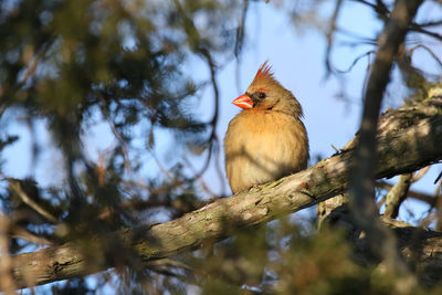 Low angle view of female cardinal perching on tree