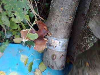 Full frame shot of tree trunk