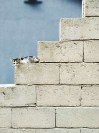 Low angle view of a cat on wall