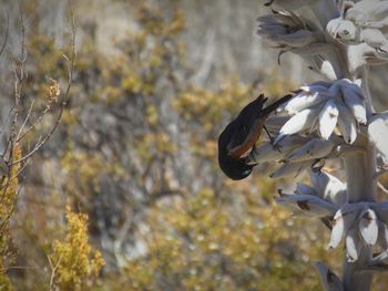 Close-up of bird on branch