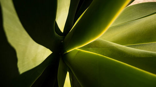 Close-up of succulent plant against black background