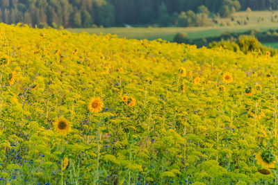 Scenic view of yellow flowering plants on field