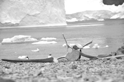 Bones on shore against icebergs in sea