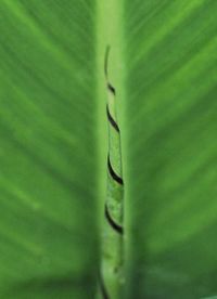 Close-up of tree