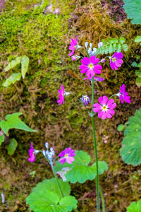 Close-up of purple flowers blooming in field