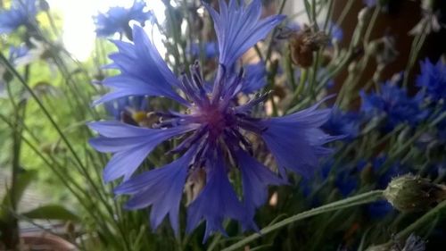 Close-up of purple flowers blooming outdoors