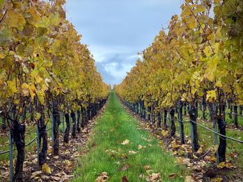 View of vineyard against clear sky