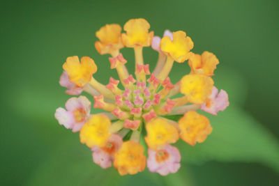 Close-up of yellow flowers