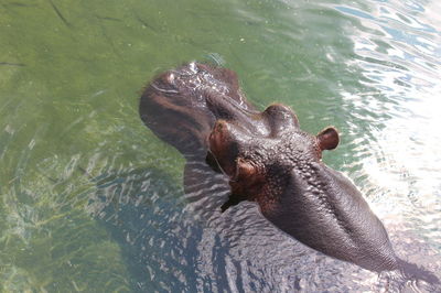 High angle view of hippopotamus swimming in water