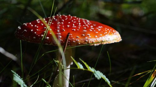 Close-up of mushroom growing on field