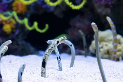 Close up of multiple garden eels poking head out of sand.