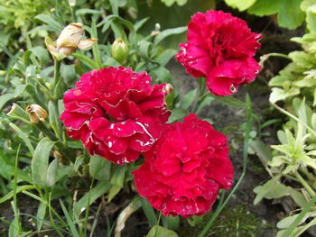 Close-up of red flowers blooming outdoors