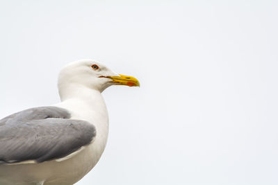 Close-up of seagull