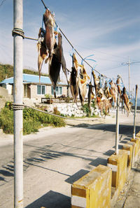 Low angle view of fish drying on rope