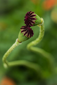 Close-up of flower growing outdoors