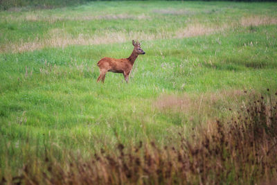 grassland