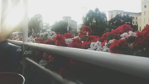 Close up of flowers