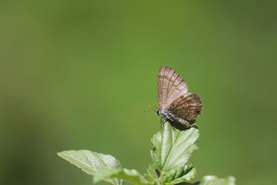 Close-up of butterfly perching on plant