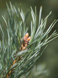 Close-up of pine cone on plant