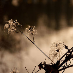 Close-up of dead plant