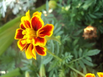 Close-up of yellow flower blooming outdoors