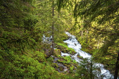 Forest landscape with a mountain river flowing over the rocks