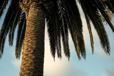 Low angle view of palm tree against sky