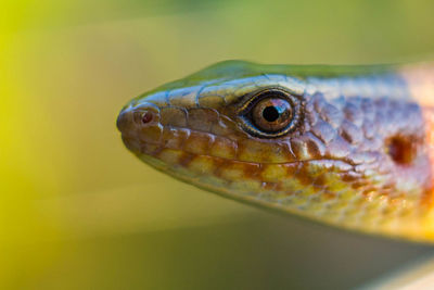 Close-up of lizard