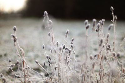 Close-up of dry plants on field