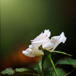 Close-up of white flower blooming outdoors