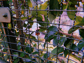 Bird perching on a tree