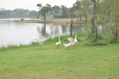 View of birds on field by lake