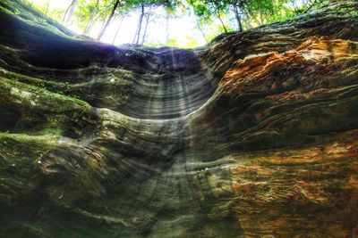Scenic view of forest against sky