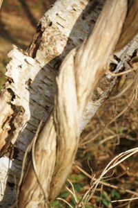 Close-up of lizard on tree trunk in forest