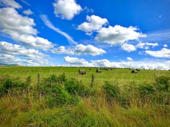 grassland