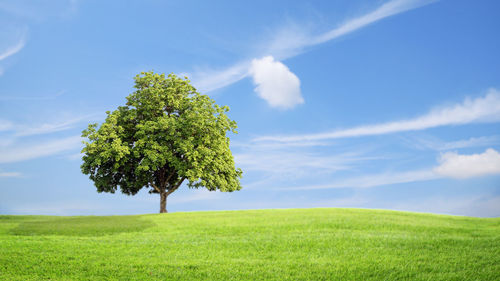 Tree on field against sky