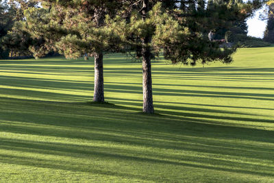 Trees on green field in park