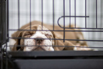 Close-up of dog in cage