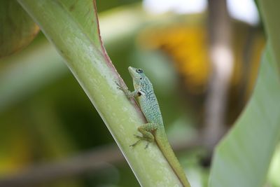 Close-up of lizard on leaf