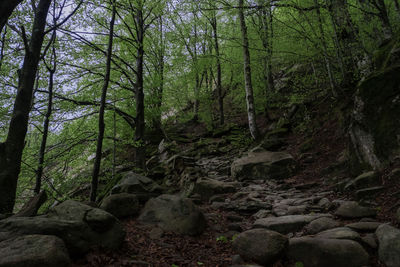 Trees in forest