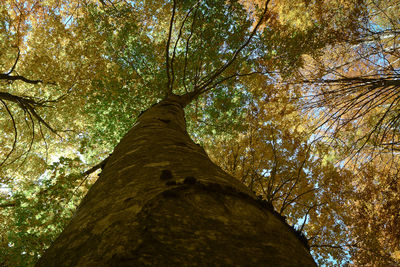 Low angle view of trees in forest against sky