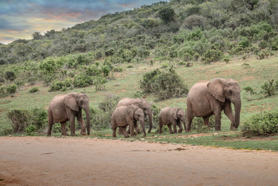 Elephant walking in a farm