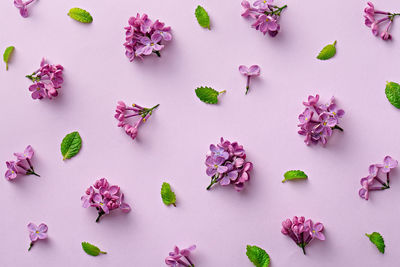 High angle view of purple flowers