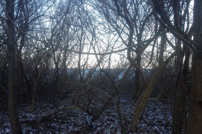 Bare trees in forest