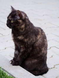 Close-up of cat on shore