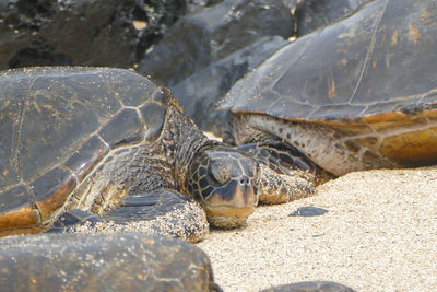 Close-up of turtle on beach