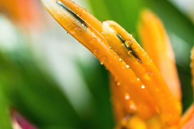 Close-up of wet orange flower