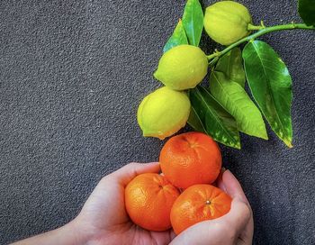 High angle view of hand holding fruit