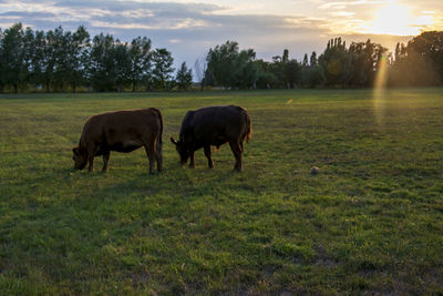 Horses grazing in a field