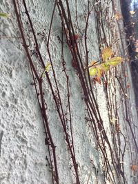Close-up of lizard on tree trunk